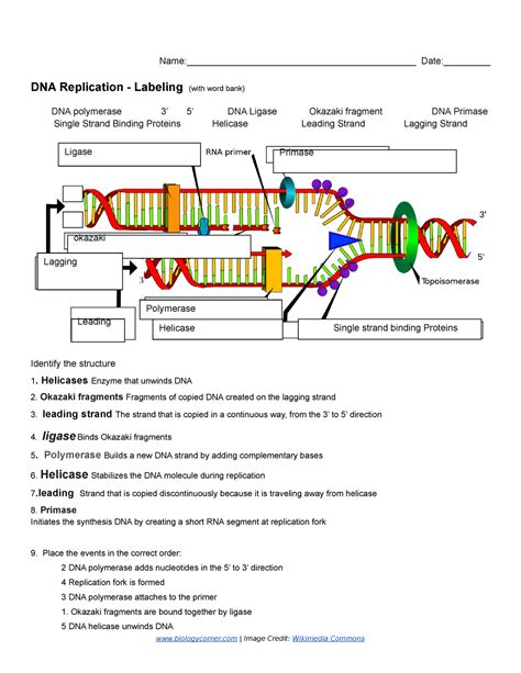 dna replication worksheet answer key quizlet